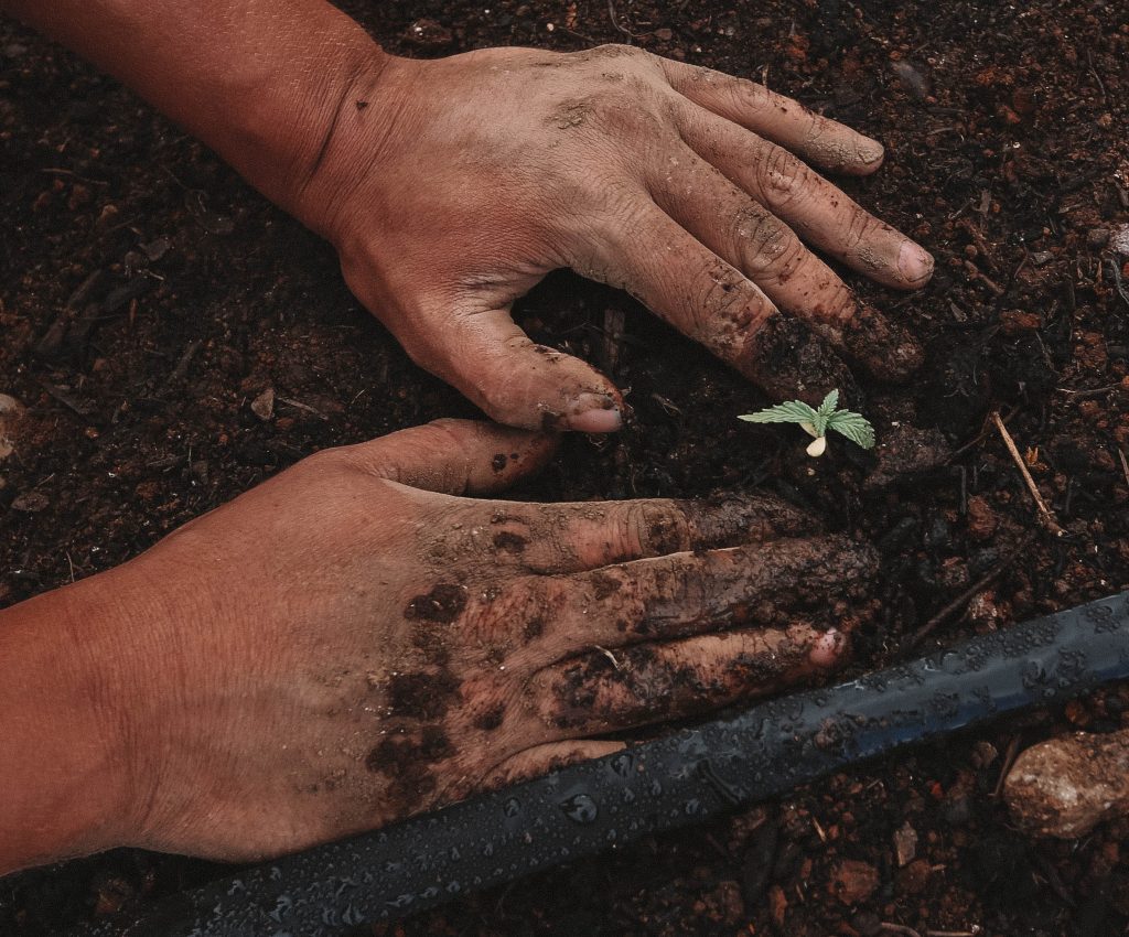 Image of hands in the dirt planting a plant