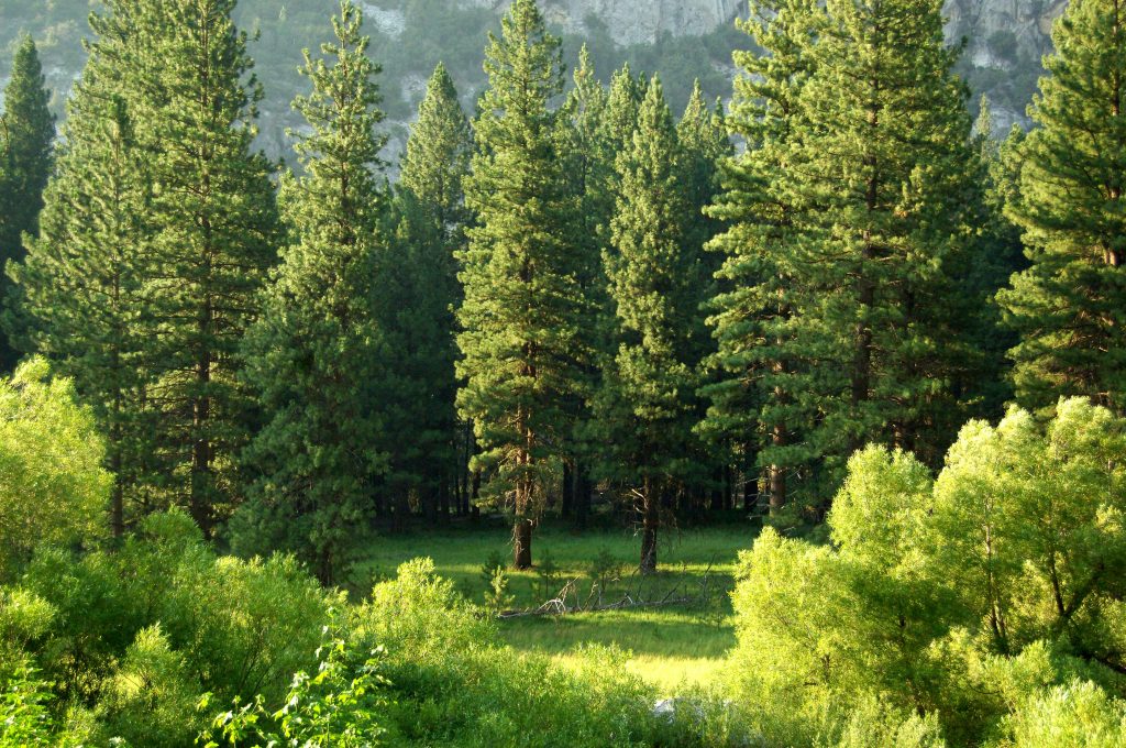 image of a forrest with pine trees